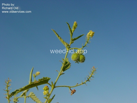 noseburn, nettleleaf